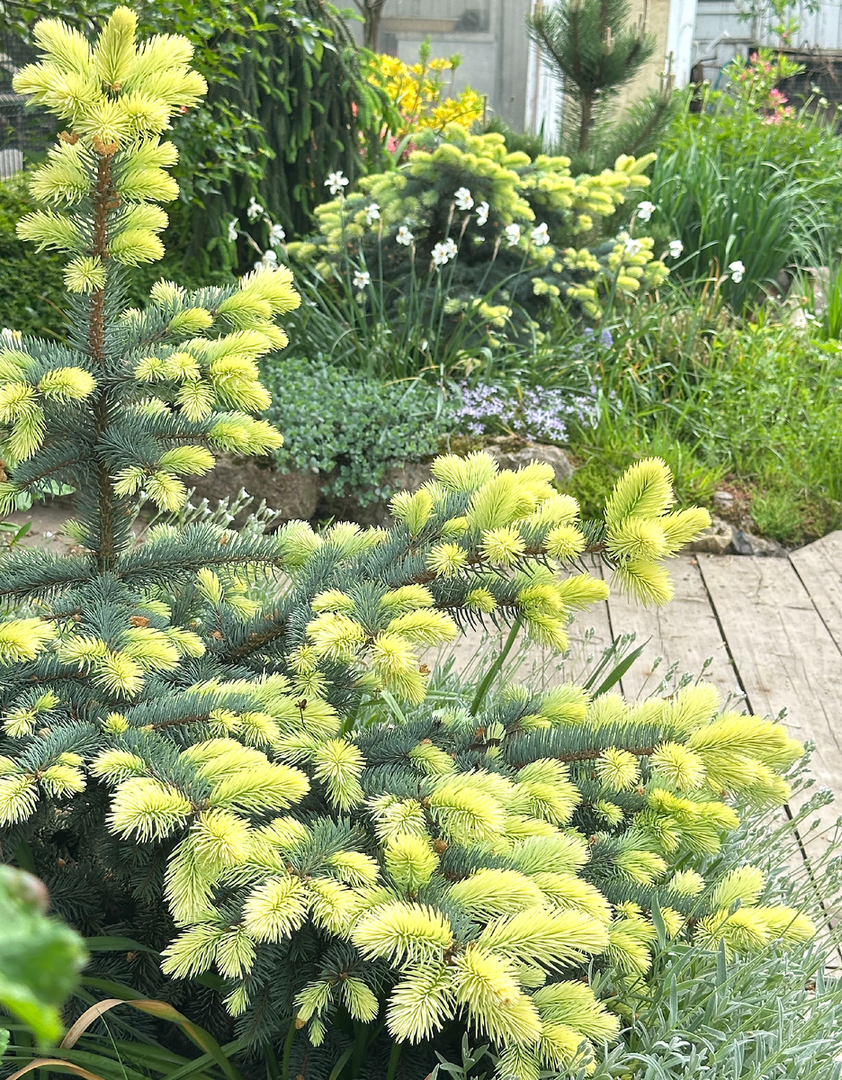 Вот про такую сезонную нарядность декоративных елочек подготовлю одно из следующих сообщений.