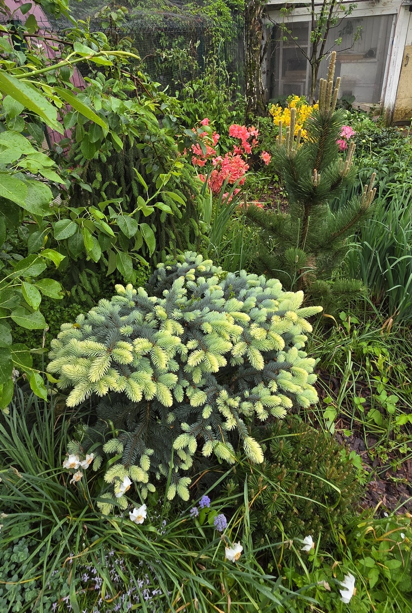 Тут ель и две сосенки - рядом. Ну и обратишь ли внимание на приросты этих двухЮ