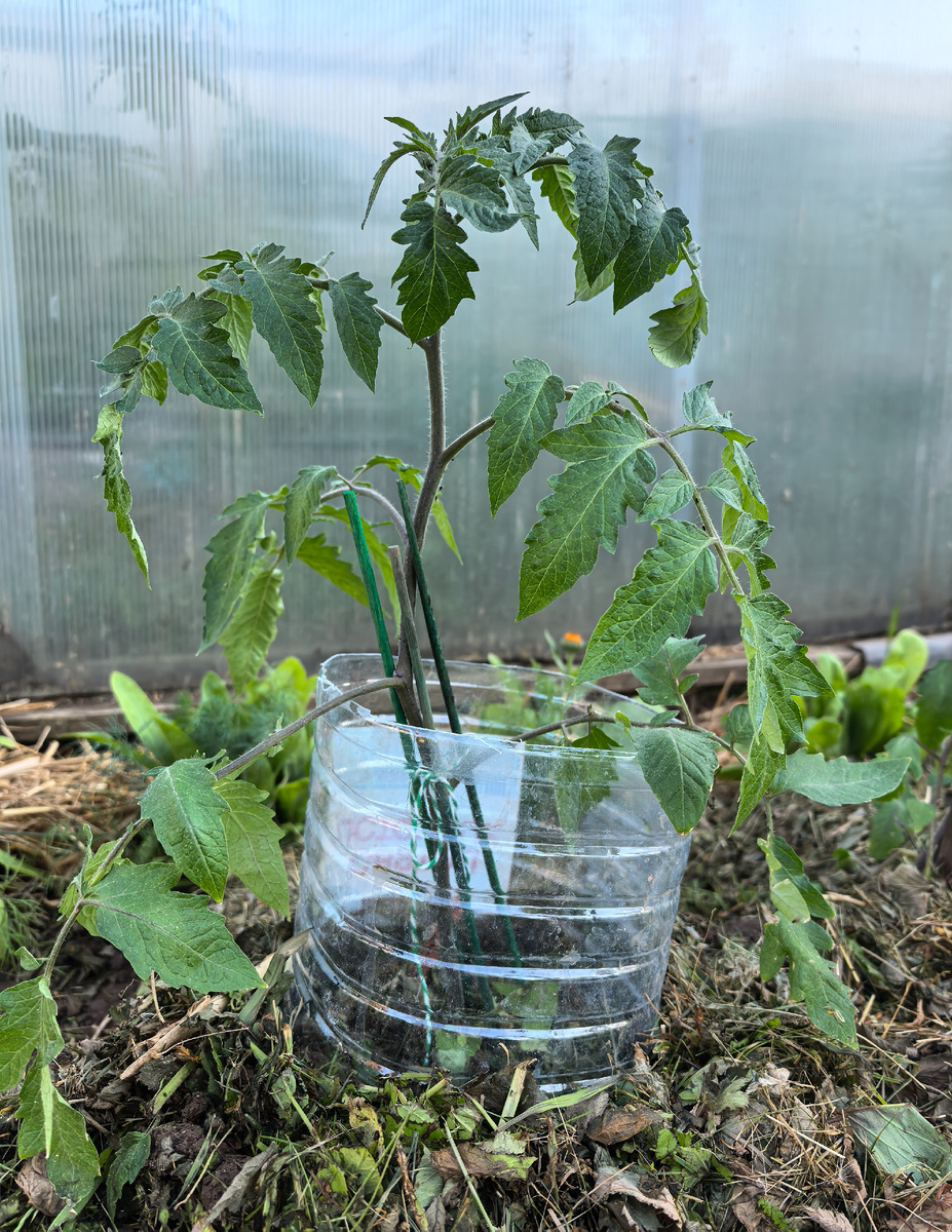Отличный способ нарастить корневую систему в вертикальном положении посаженному томату