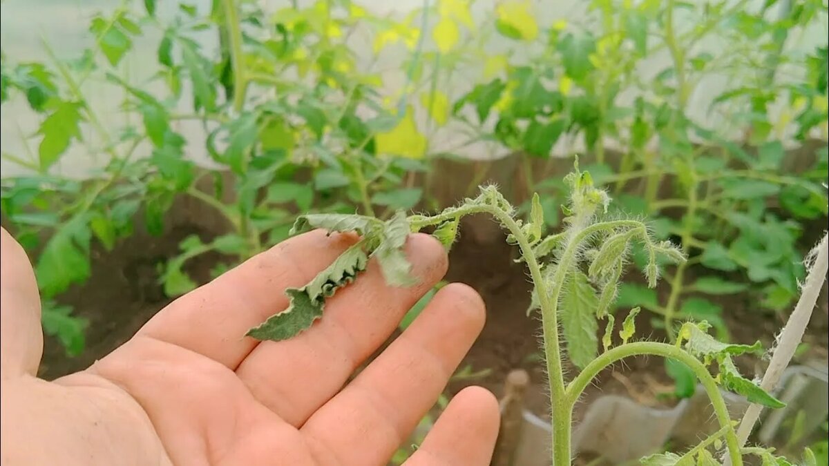 Яндекс картинки