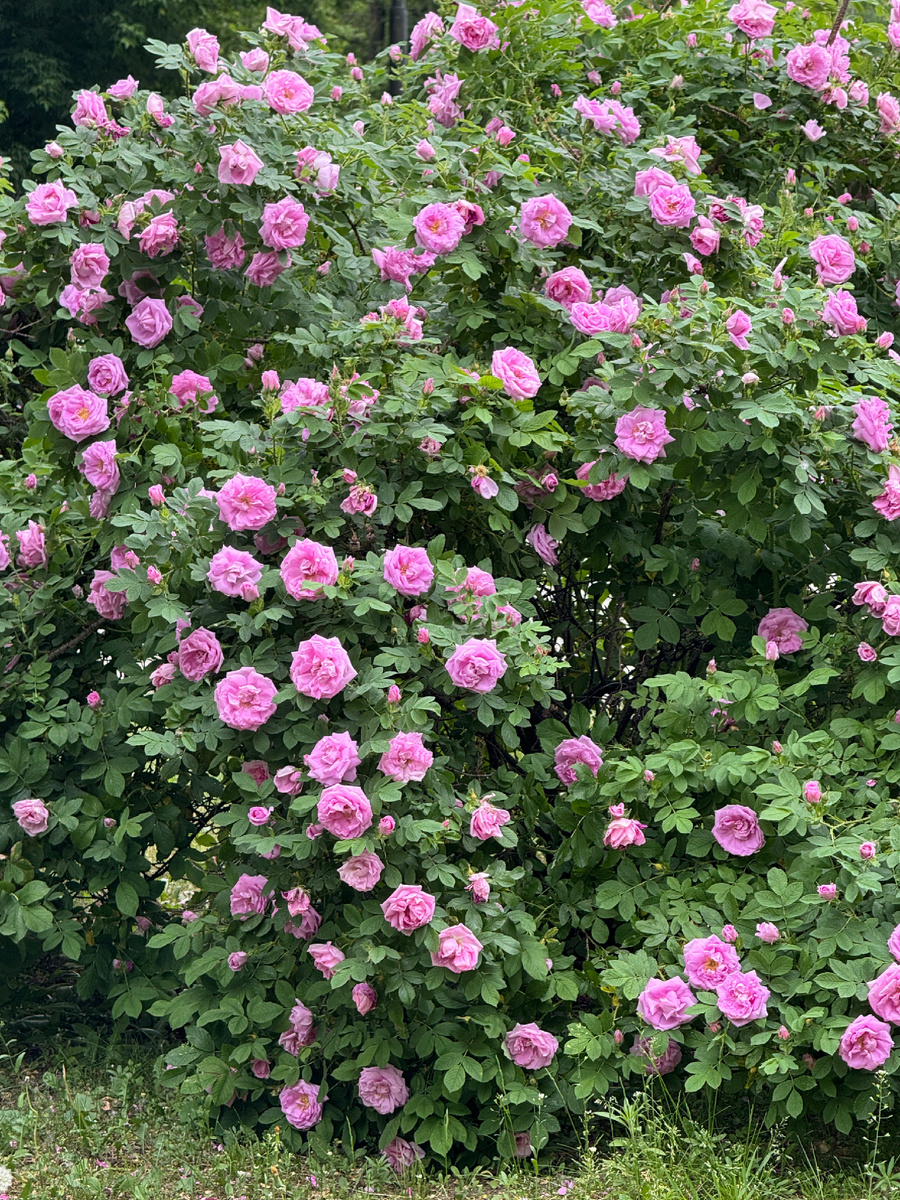 После йоги отправилась в магазин - завтрак купить. Вот такой шикарный шиповник около дома расцвет. Запах невероятный. Красота.