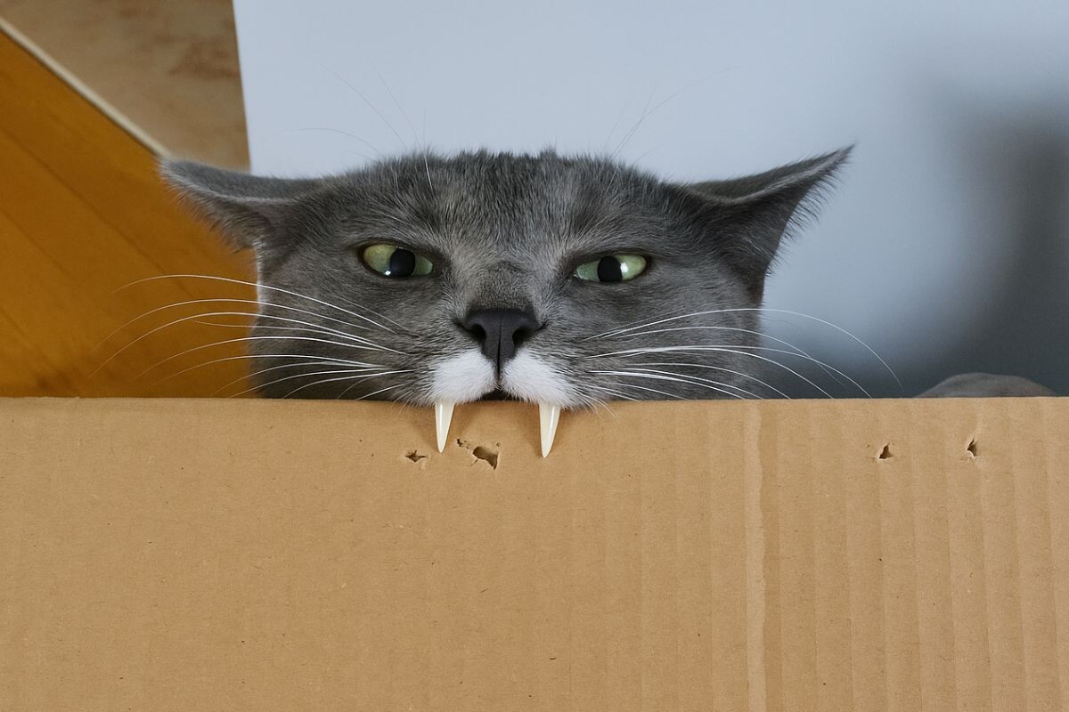 Кот грызет коробку