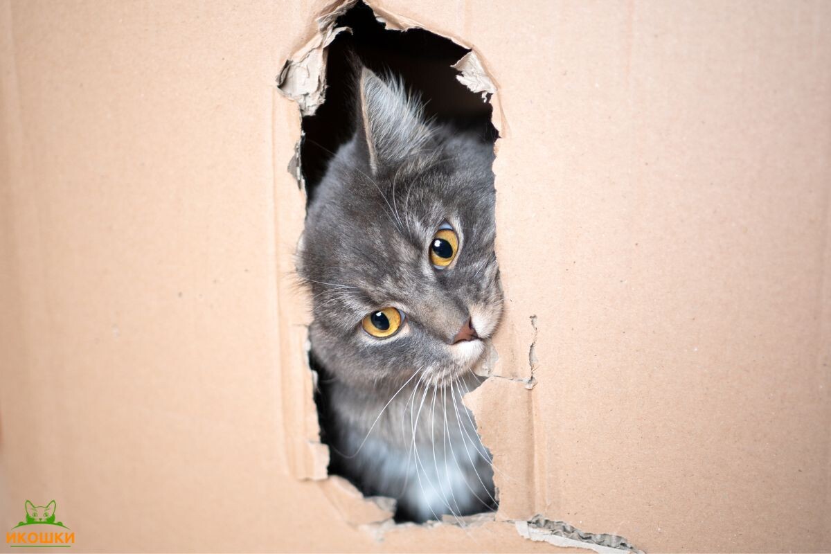 Зачем коты грызут коробки