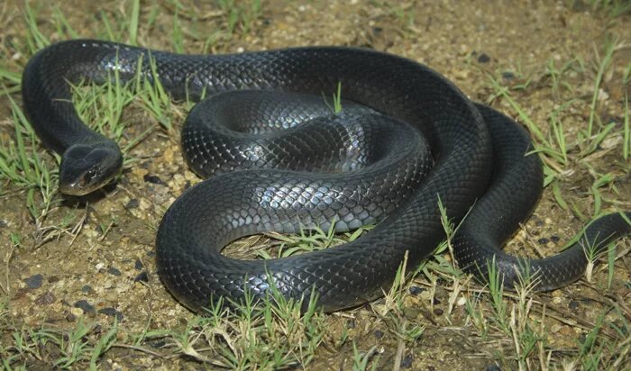Фото с сайта https://www.kaskus.co.id/thread/521e0bedfeca17cf3a000006/kenali-jenis-ular-berbisa-di-sekitar-agan-indonesian-snake/59?order=asc
