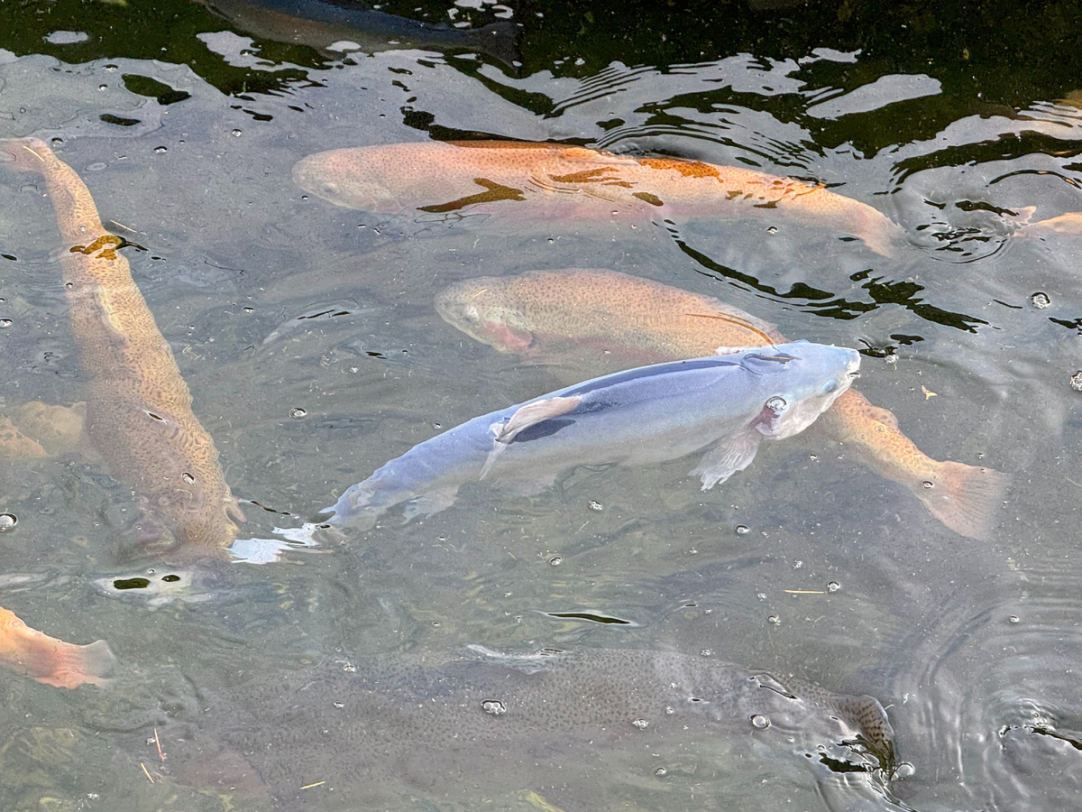 Форелевая ферма