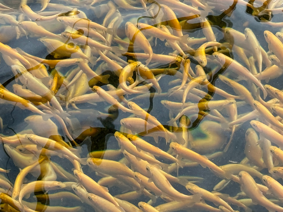 Форелевая ферма