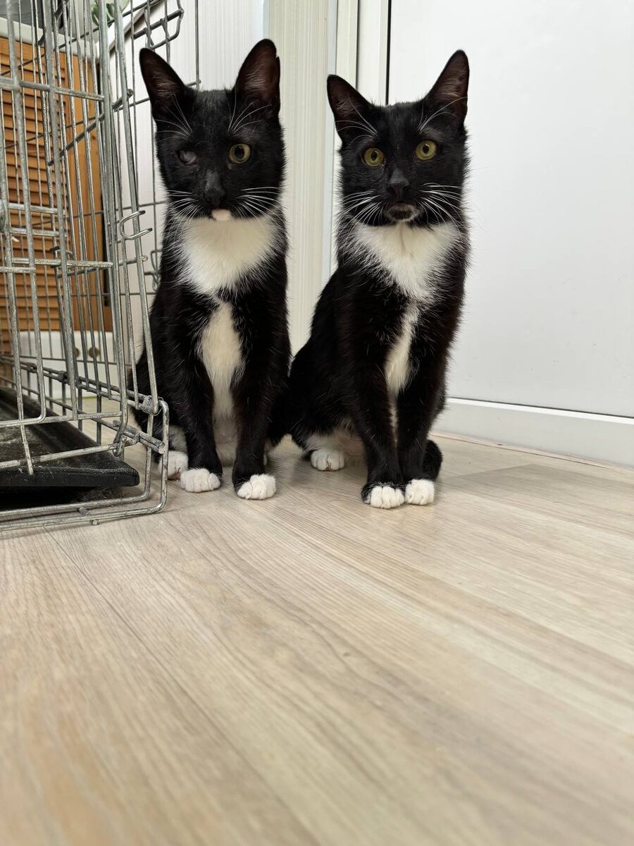 Симона слева, Рамона справа