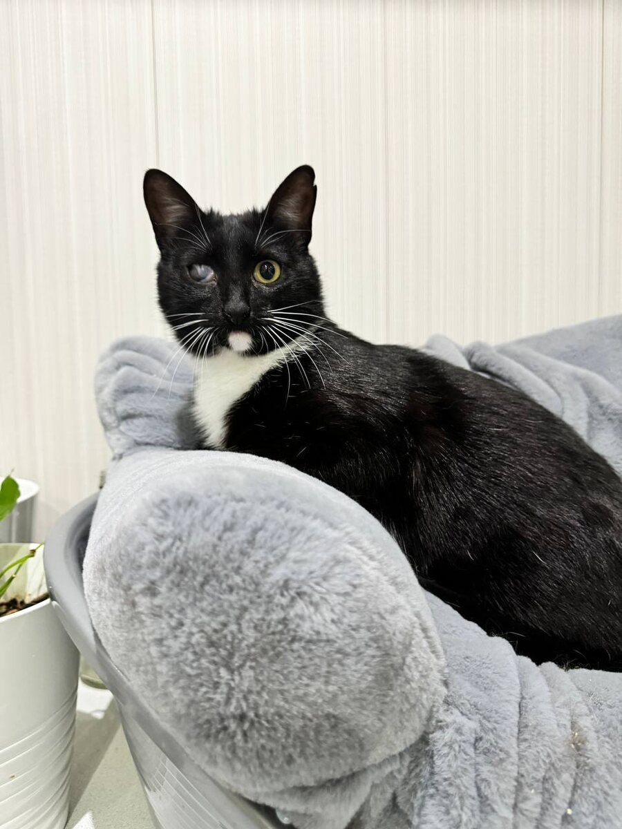 Я. да, я самая весёлая?? Да, я!