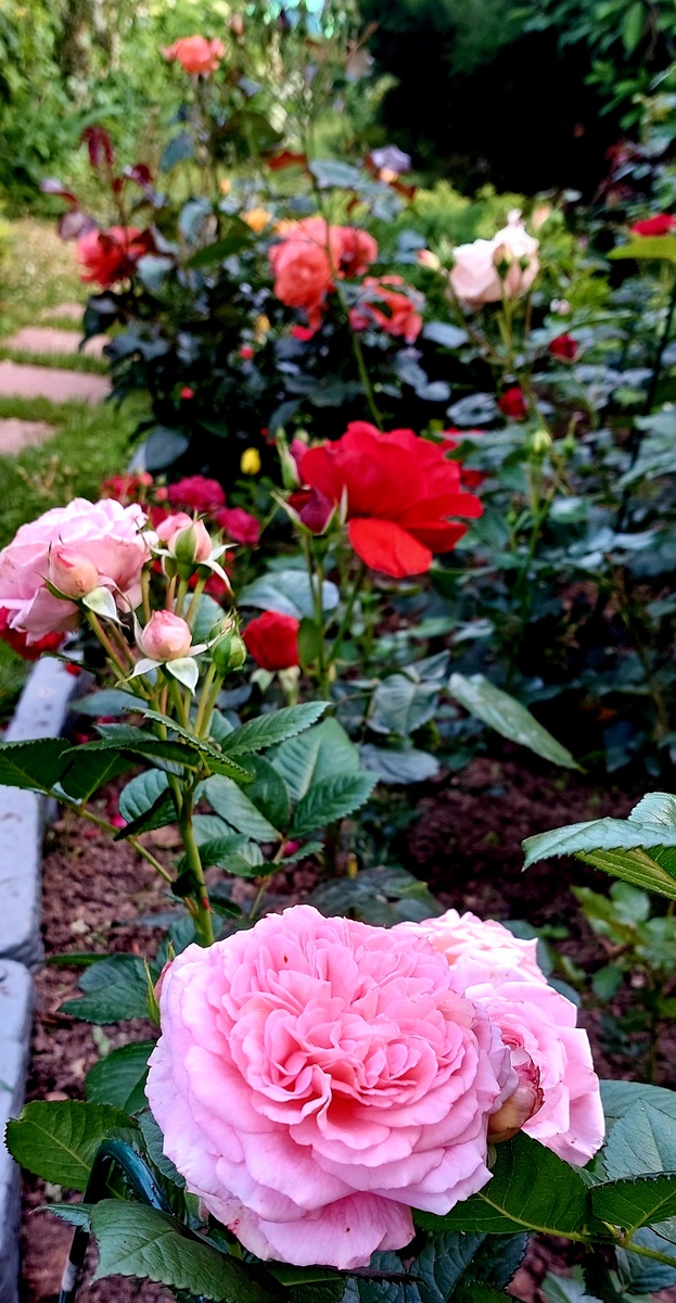 Амаретто. Флорибунда