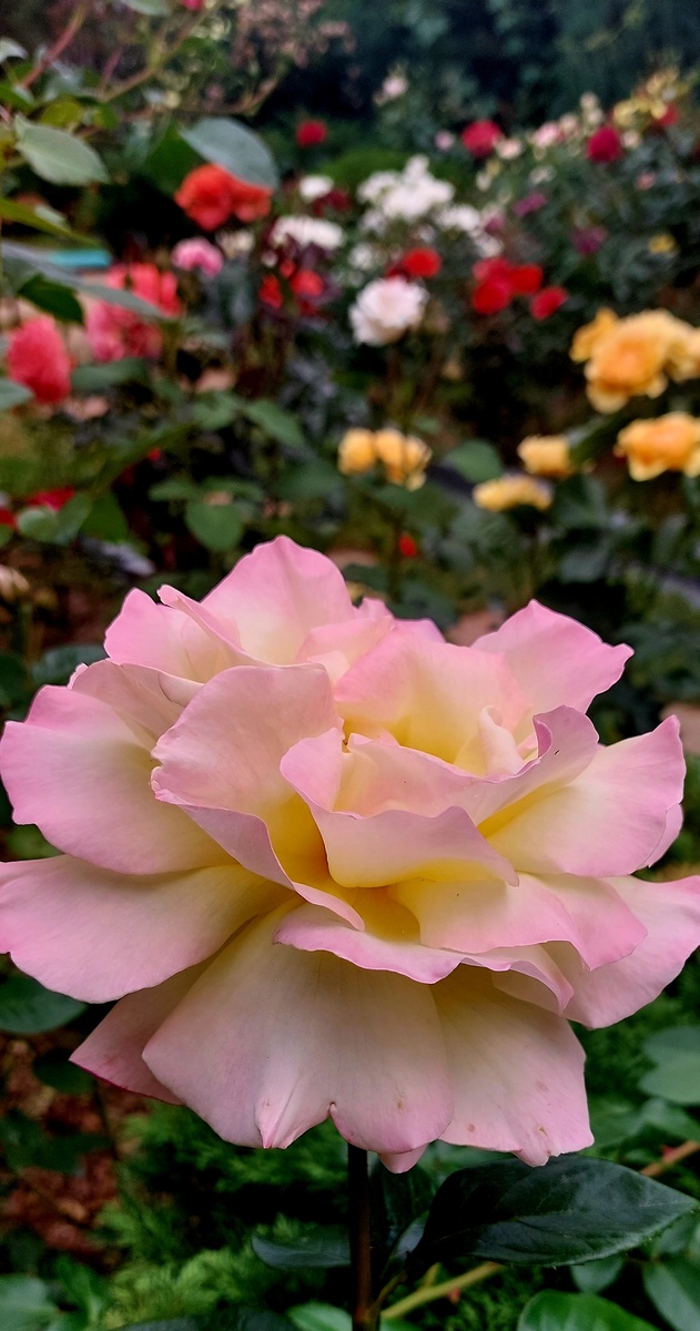 Мадам Мейян. Ч/г роза