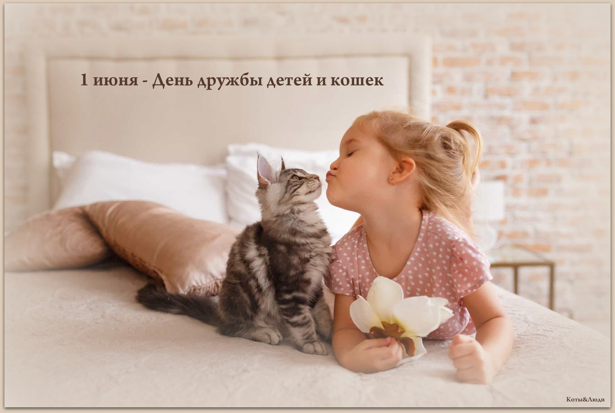 Коллаж автора. Использовано фото: https://www.msn.com/es-es/estilo/familia/las-mejores-razas-de-gato-para-hacer-de-tu-casa-un-hogar/ss-AA10qZ0e