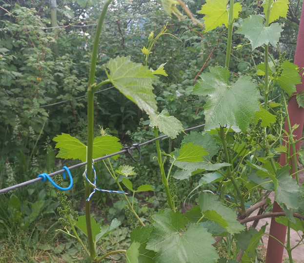 Важные операции при выращивании винограда: подвязка вегетирующих побегов, пасынкование.