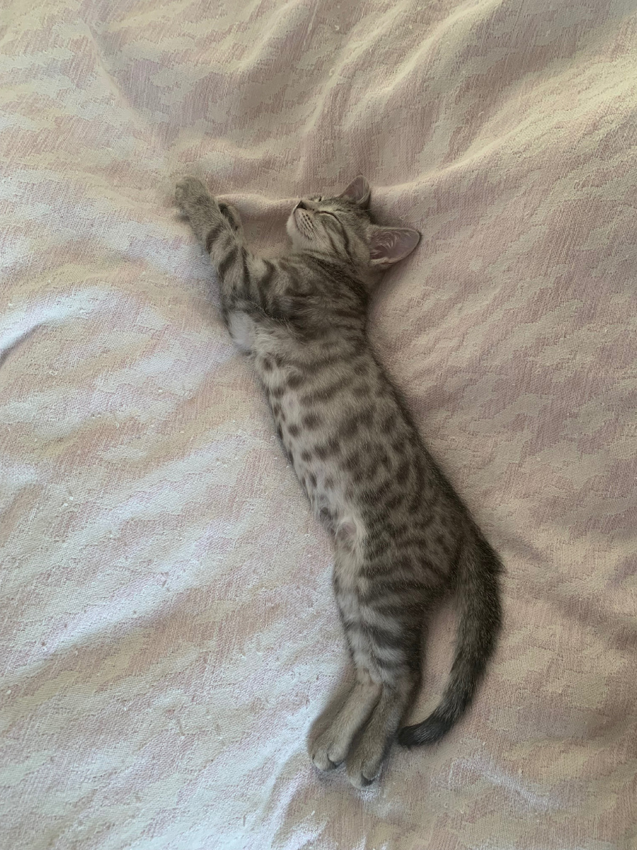 Вася отрабатывает прыжки в длину во сне