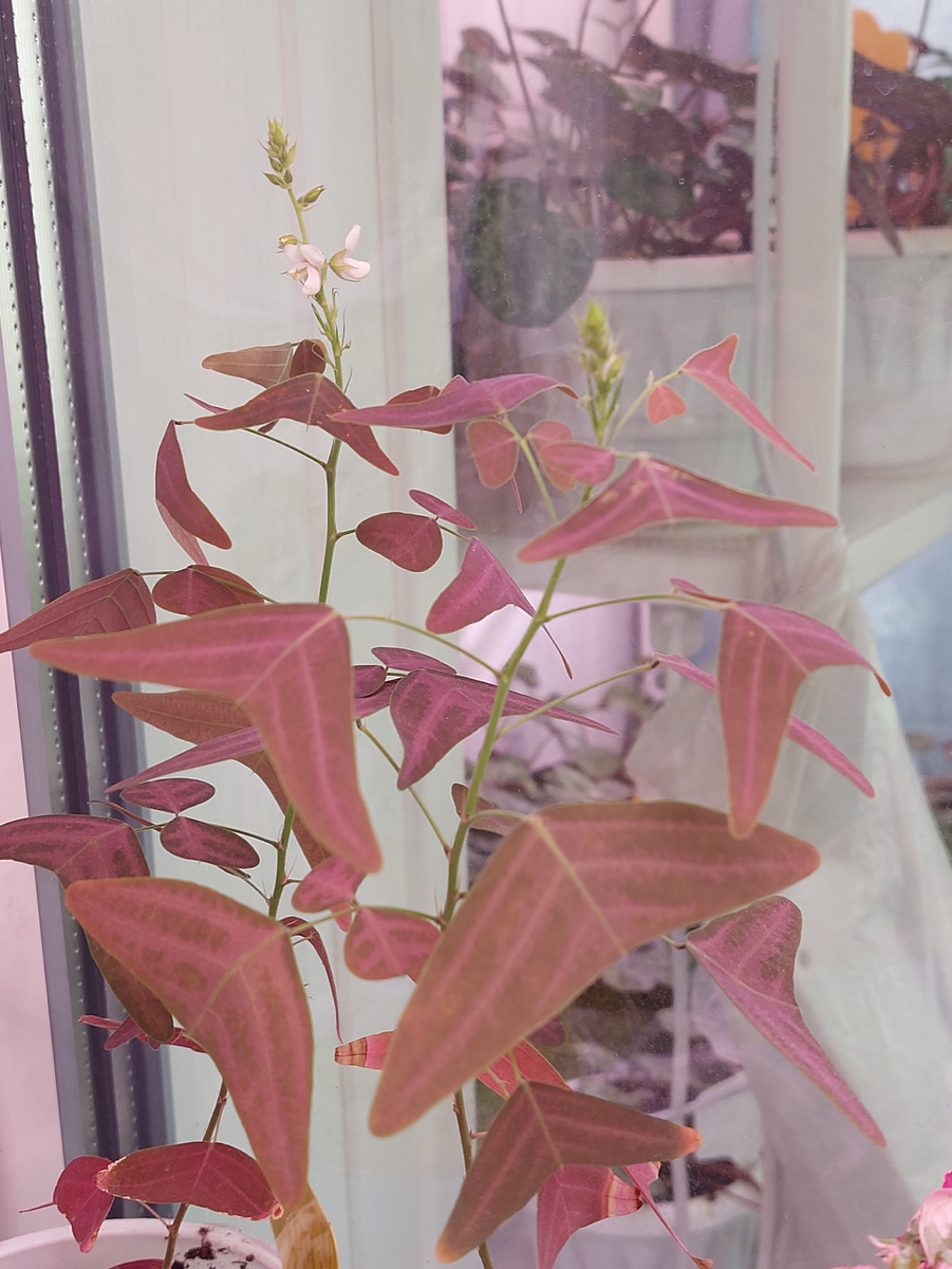 Кристия "красное крыло бабочки" или "Летучая мышь" Christia vespertilionis. 