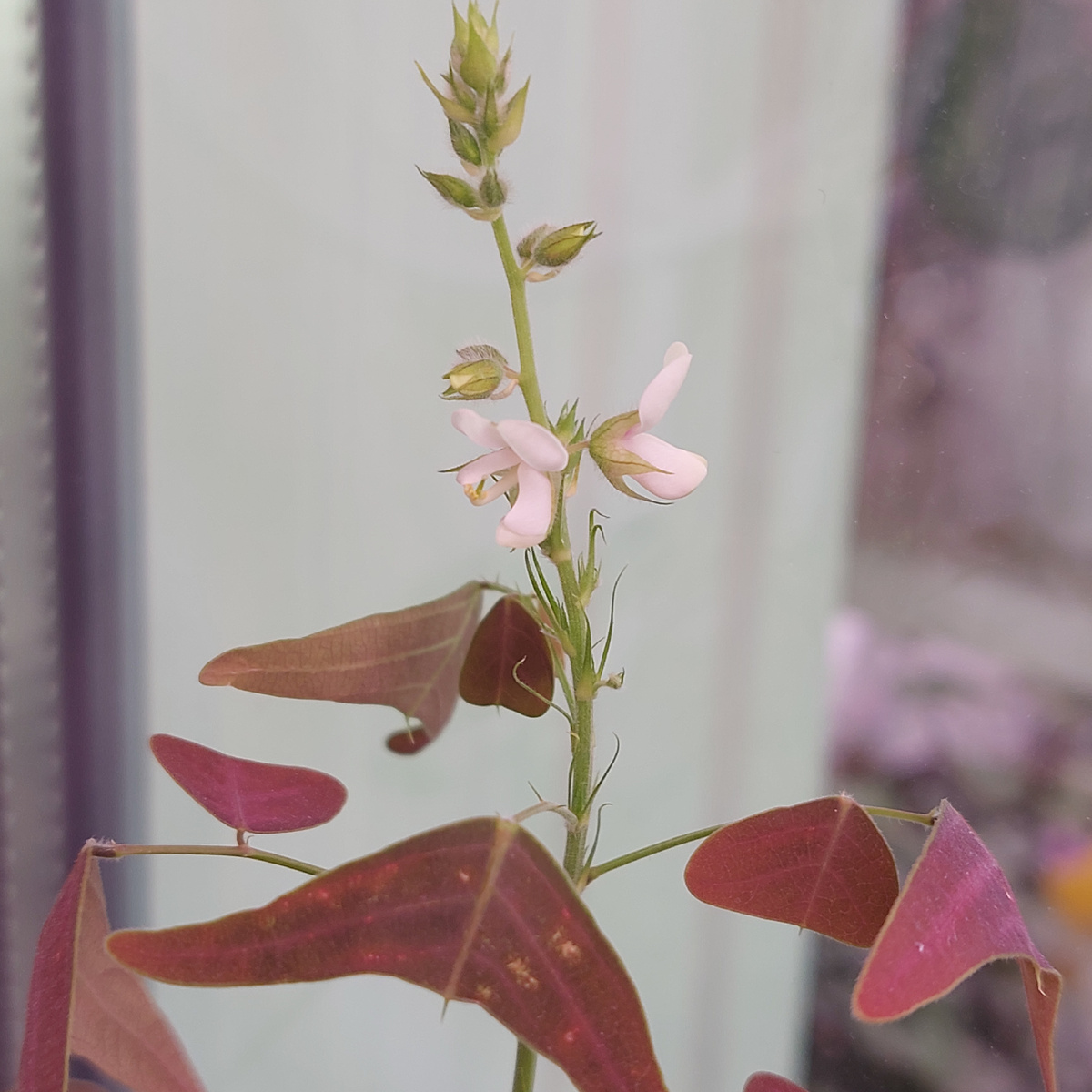 Кристия "красное крыло бабочки" или "Летучая мышь" Christia vespertilionis. 