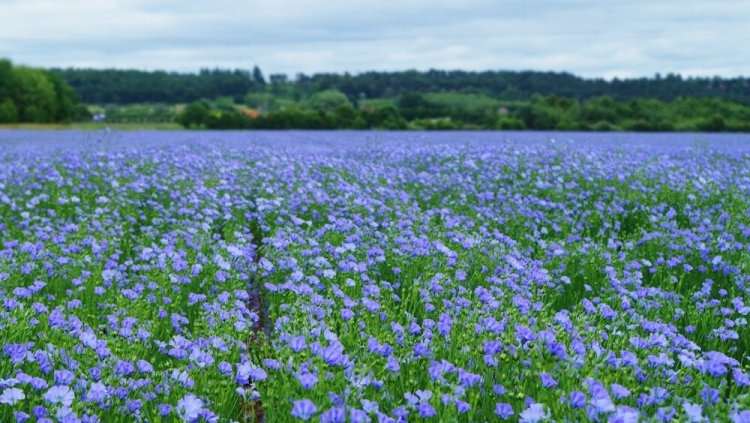 Цветущее поле льна