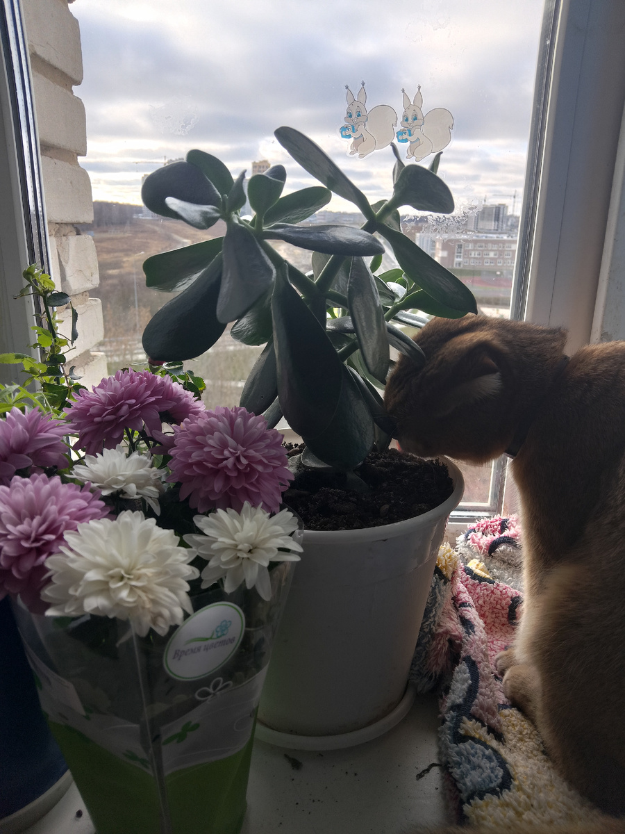 Вот, вот, ешь лучше толстянку! Её девать уже некуда. 