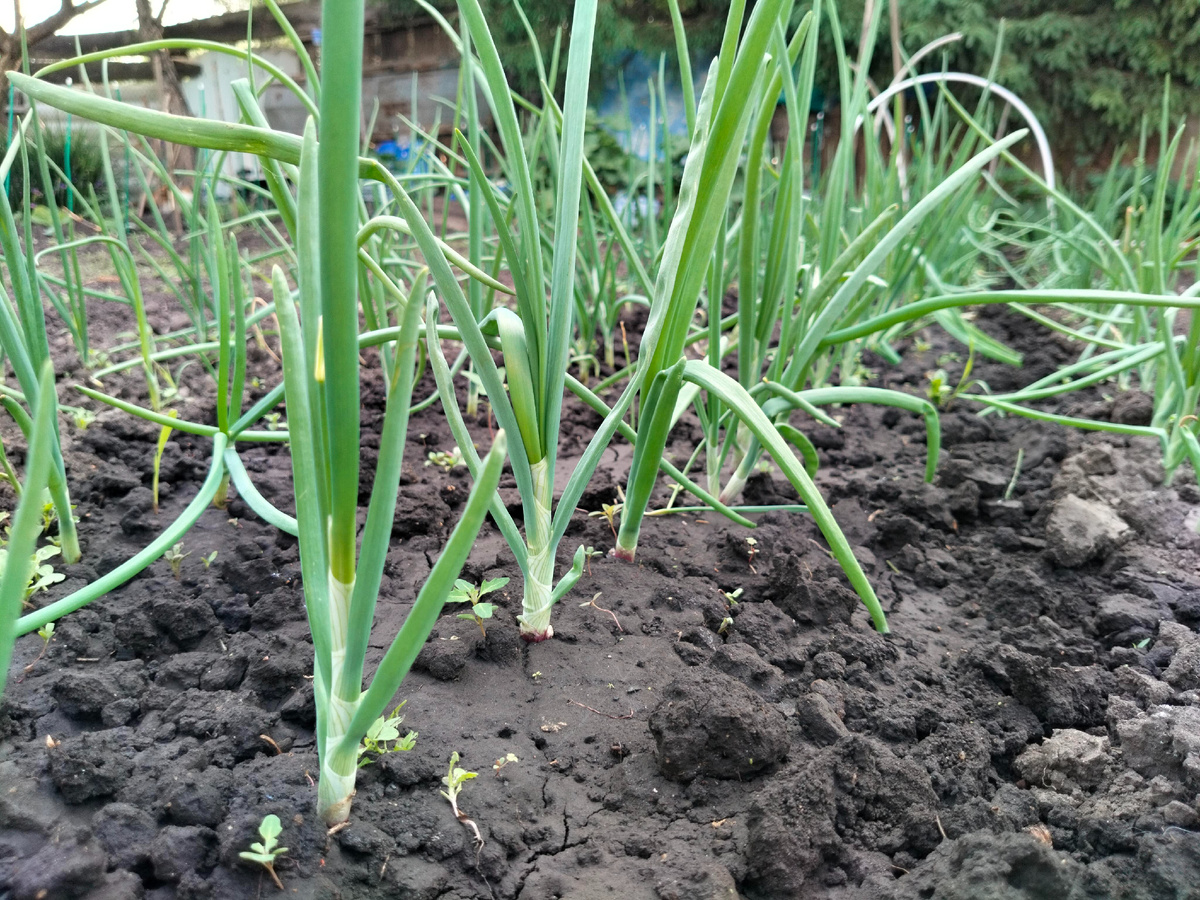 Фото автора 1 июня лук