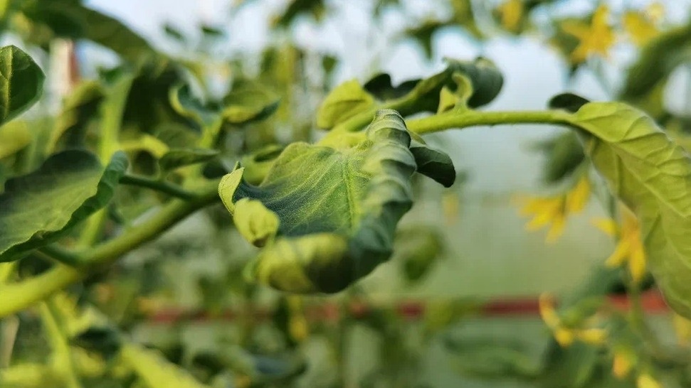 Температурные скачки превращают здоровые томаты в скрученные за одну ночь