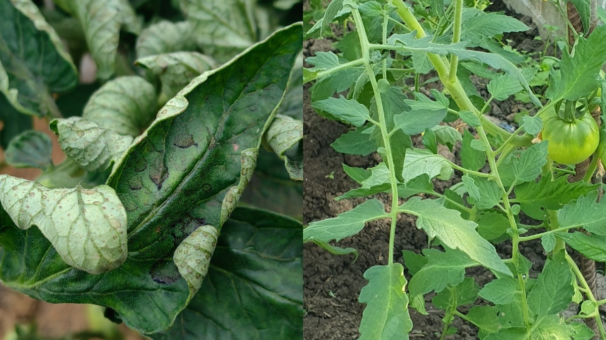 Диагностическая схема - так выглядят основные проблемы томатов по состоянию листьев