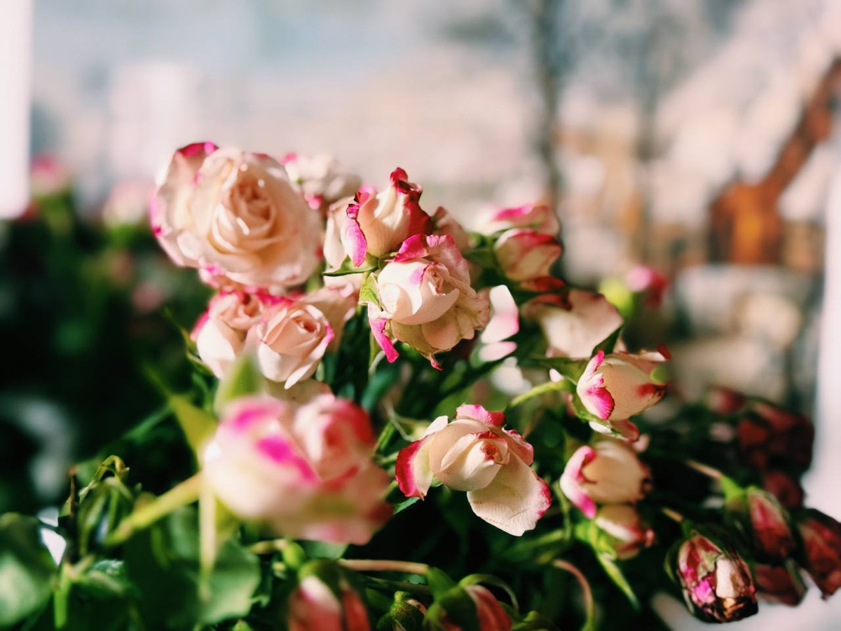 Жизнь кустовых роз короткая. Надеюсь, у моего вдохновения жизнь будет подольше / Ирина Никифорова