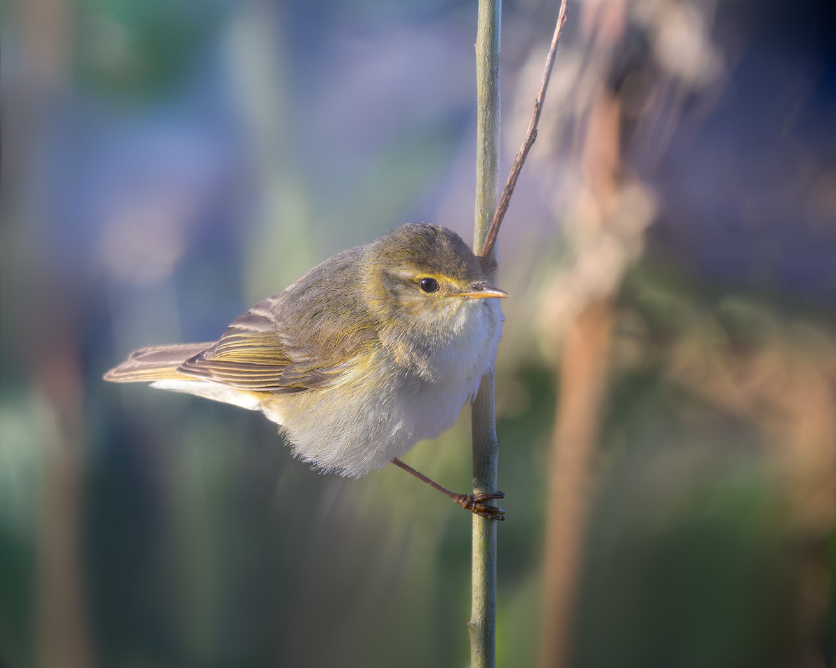 Пеночка-весничка