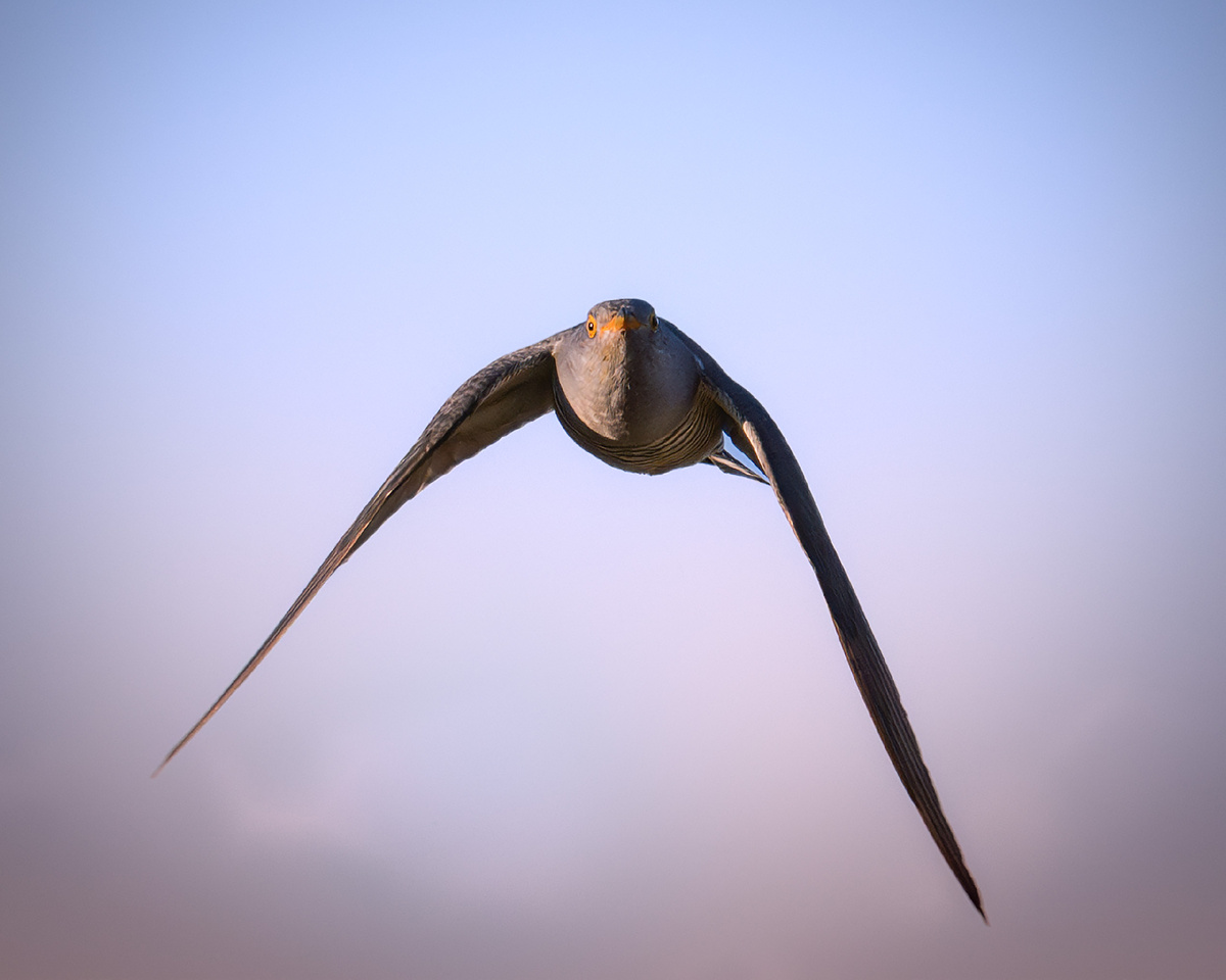 Вечер над диким лугом и полёт кукушки