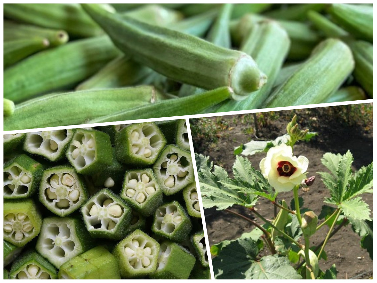 Бамия или окра