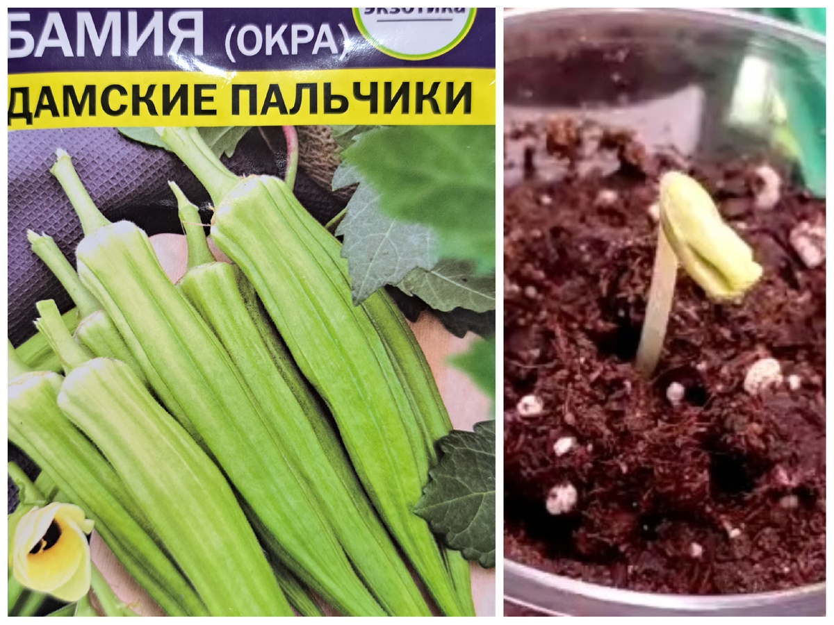 Рассада Бамии