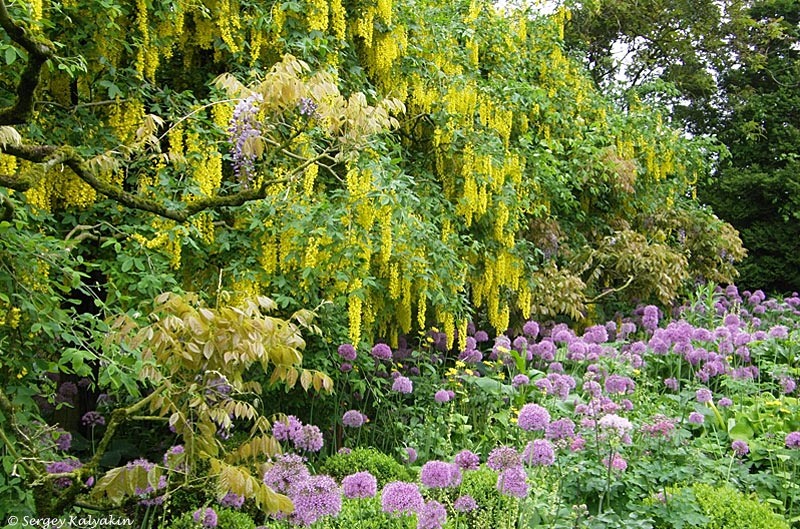 Лук и бобовник в Барнсли 