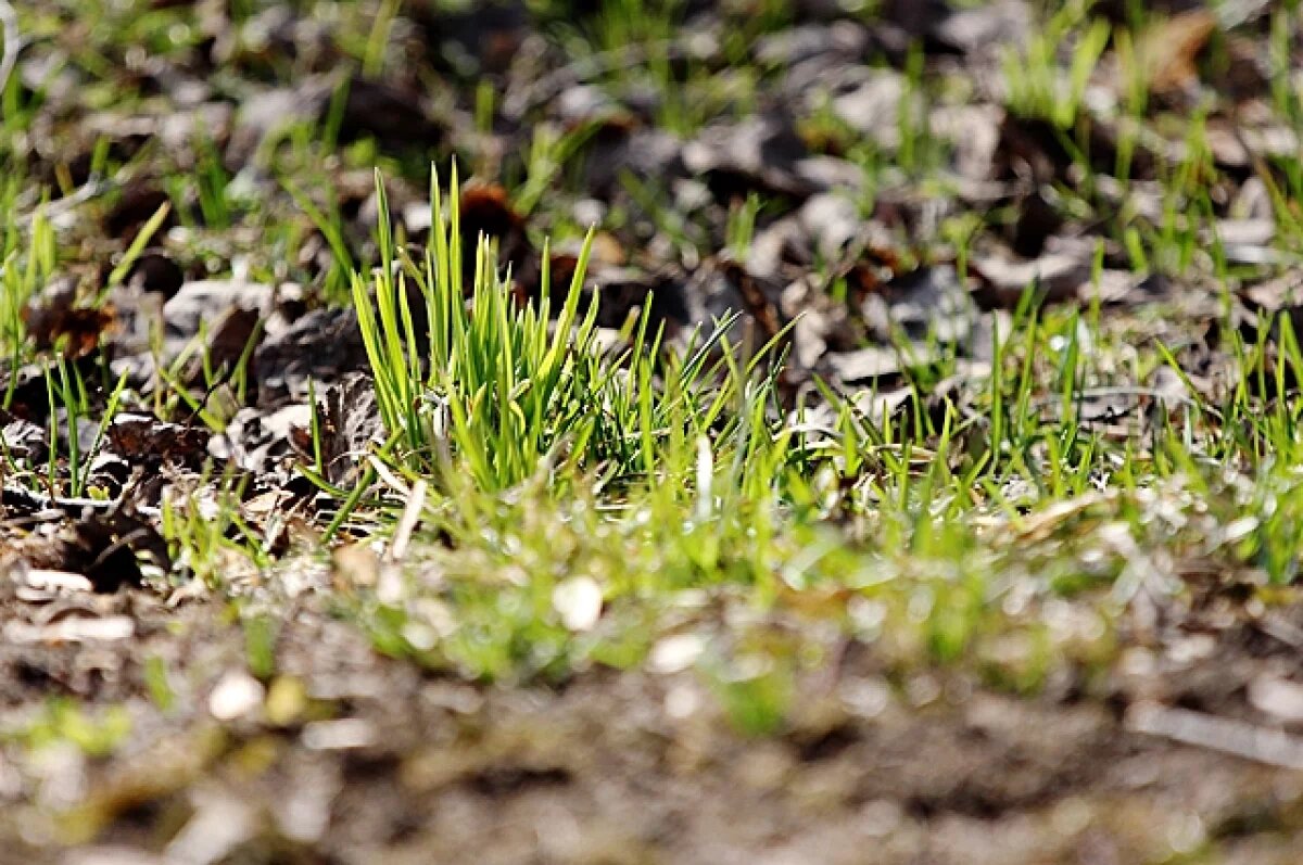    О приметах в день Фалалея-Огуречника рассказали жителям Новосибирска