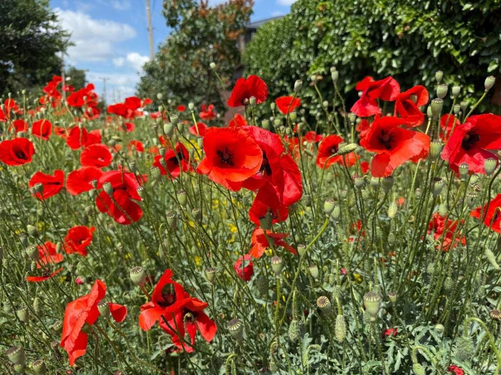   Фото: Л. Кравченко. Газета "Земля"