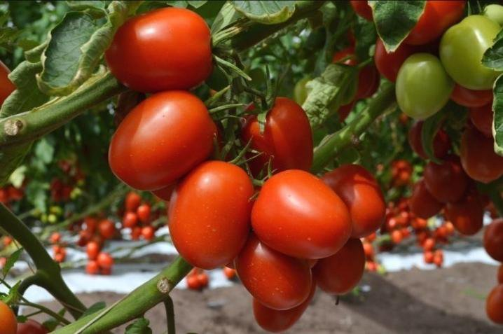 Стойкие сорта томатов к заболеваниям по моим наблюдениям