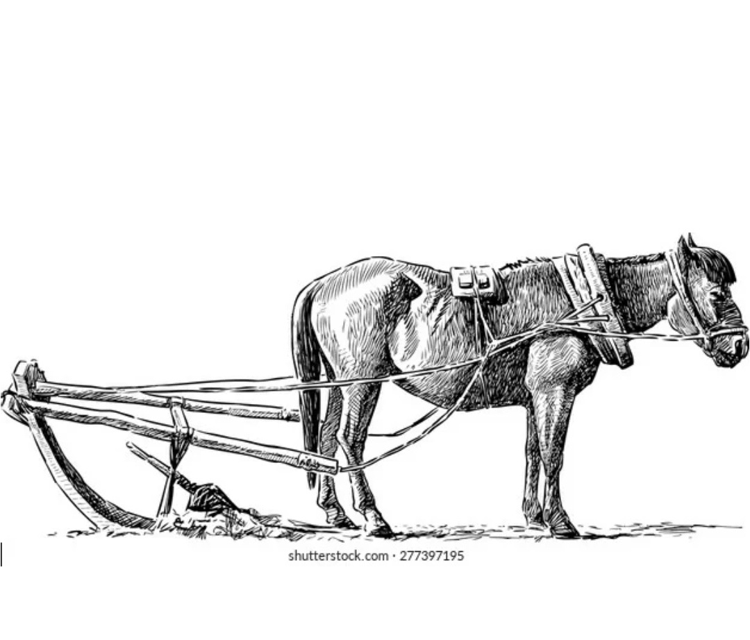 Лошадь впряжена в плуг