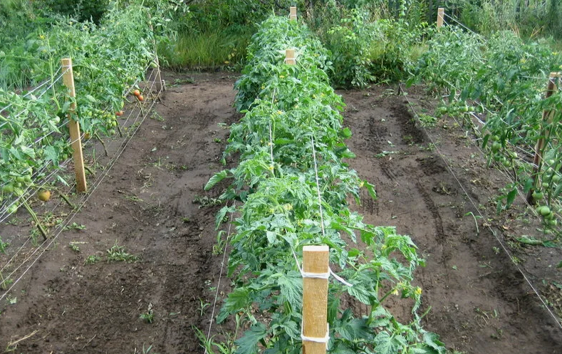 Грядки томатов