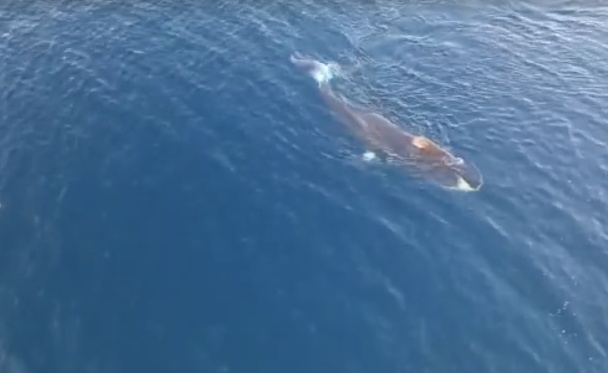 Фото: Гренландский кит у берегов Магадана / Из видео Василия Полянского