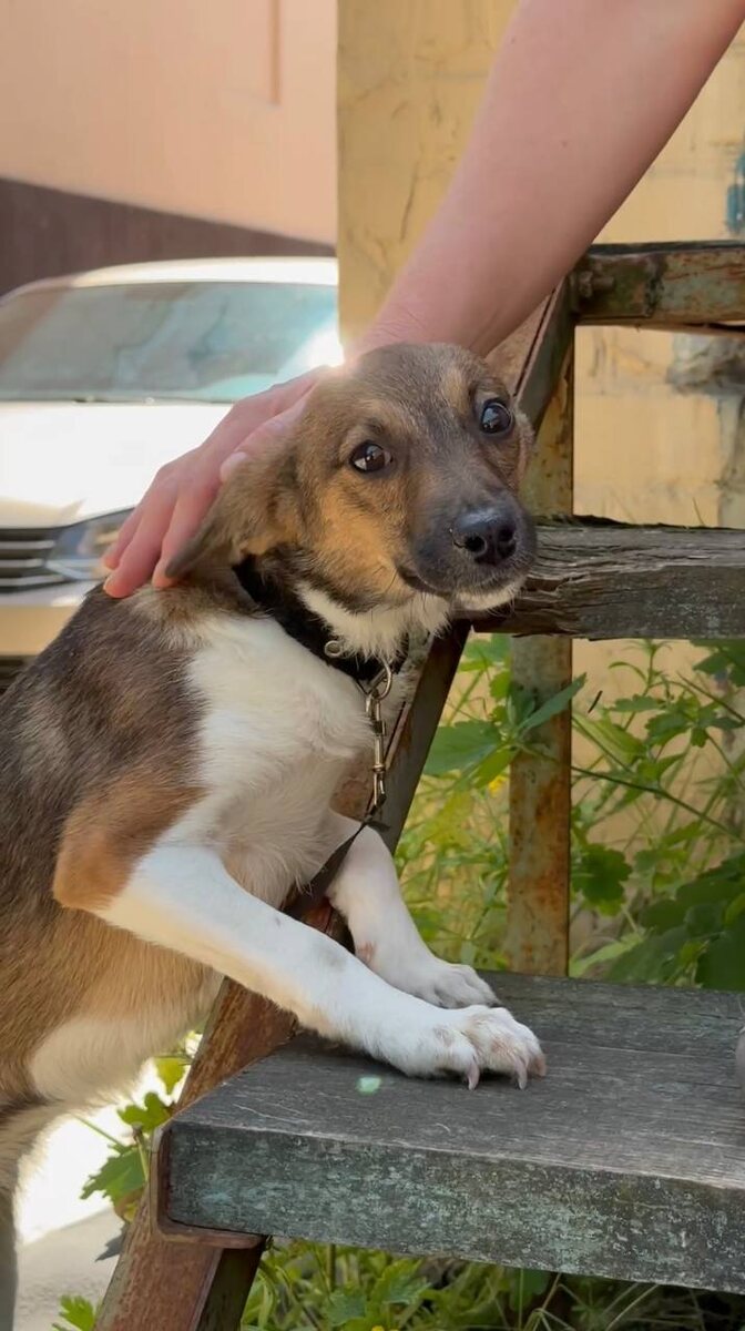 Малышка сидела на привязи у ступенек. Фото из архива автора