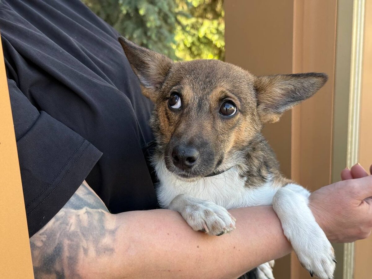 Эмма - милая собака-компаньон. Фото из архива автора