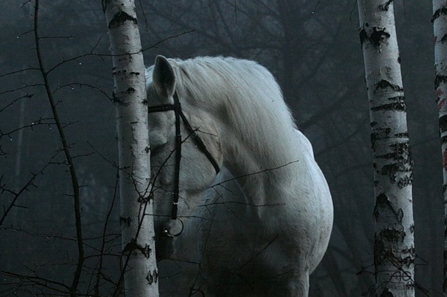 Коннь в лесу.