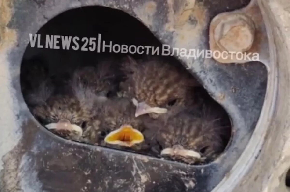    В Приморье владелец внедорожника обнаружил гнездо с птенцами в колесе