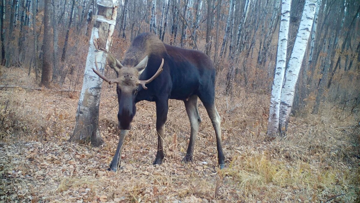     Источник: Центр «Амурский тигр»