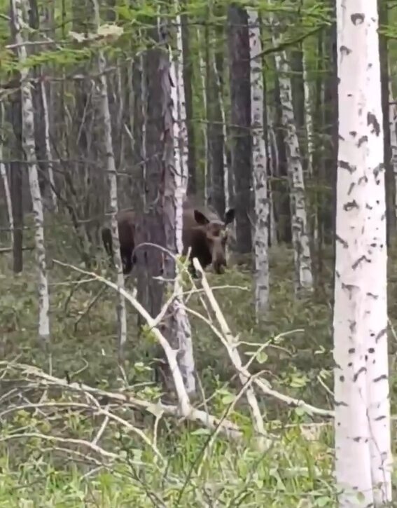    Фото: АНО «Центр «Амурский тигр»