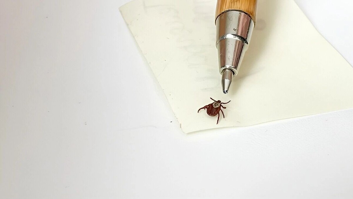     Источник: 1MI