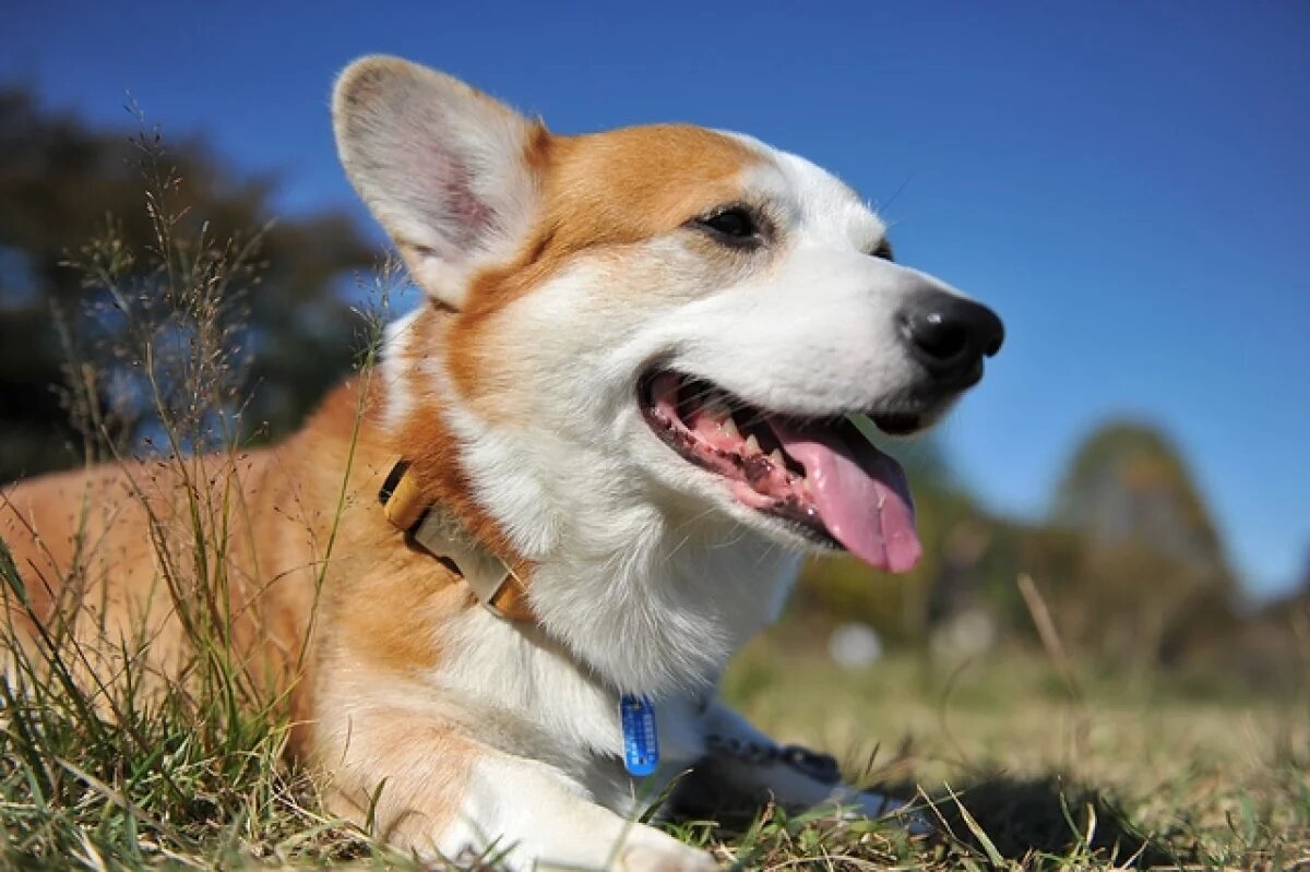    Хабаровчанка пойдёт под суд за мошенничество с продажей породистых животных