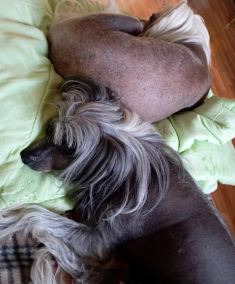 Собаки уже подзагорели и спят