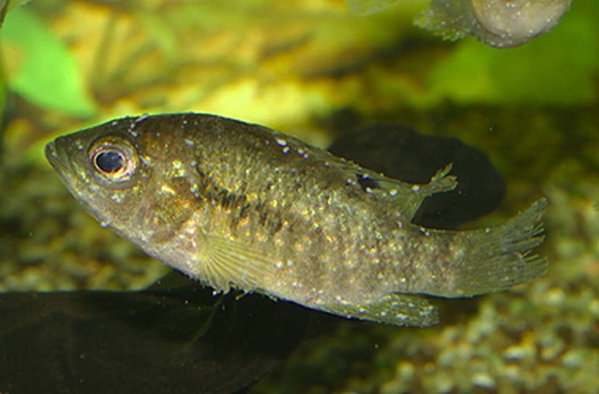  Ихтиофтириоз