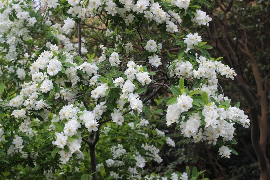 Цветущий жасмин