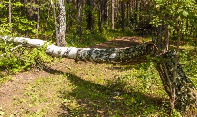 Яндекс картинки