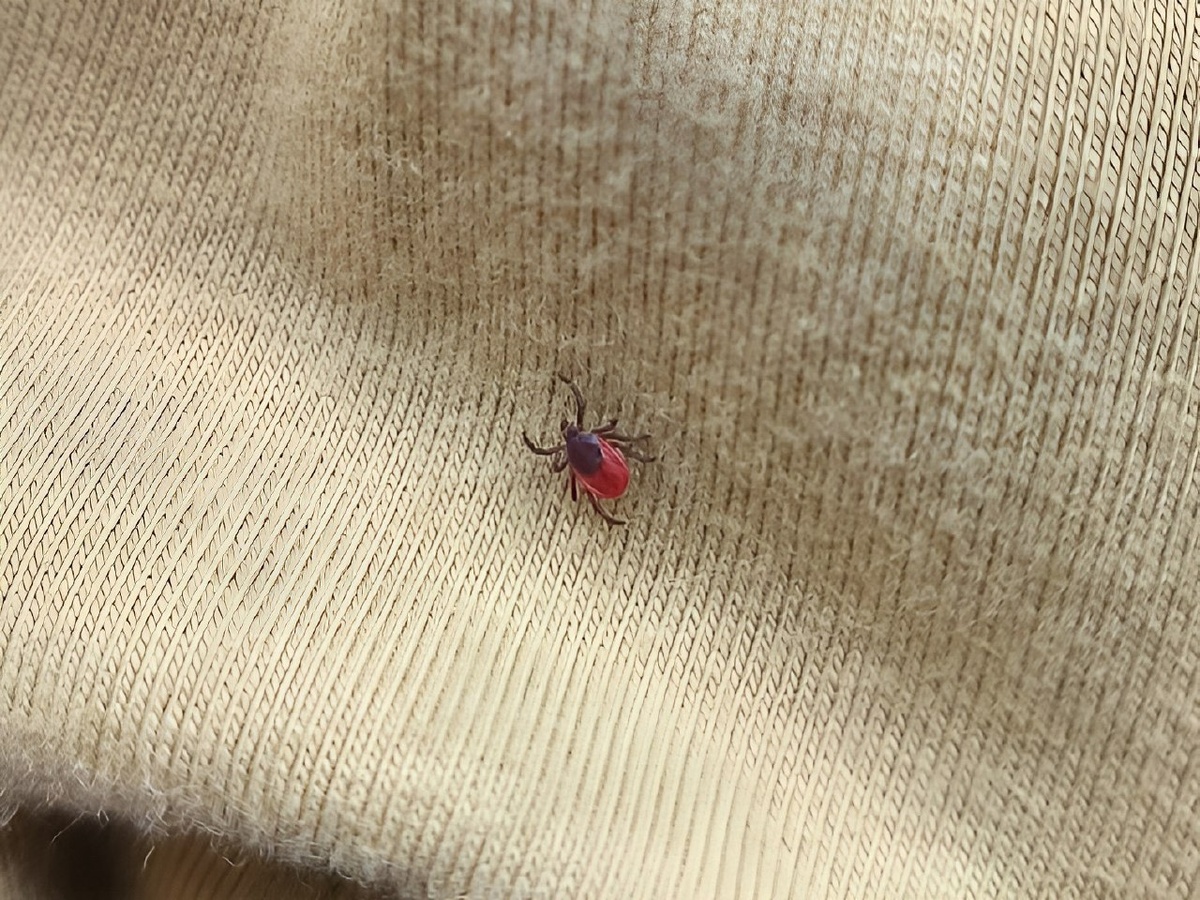 Самка таежного клеща