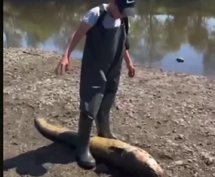    Фото: скриншот с видео